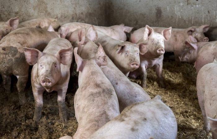 Der Teenager erwischt ihn dabei, wie er den Schweinestall anzündet: Er schlägt sie bewusstlos und überlässt sie den Schweinen, um sie zu fressen