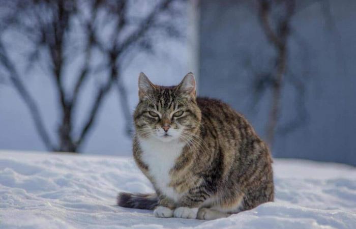 Einige Tipps, damit Ihre Haustiere möglichst gut durch den Winter kommen