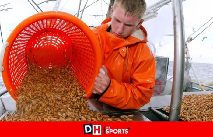 Aus diesem Grund wird der Preis für Garnelen explodieren