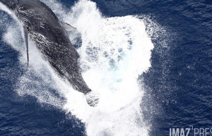 416 Buckelwale wurden in dieser Saison auf Réunion beobachtet