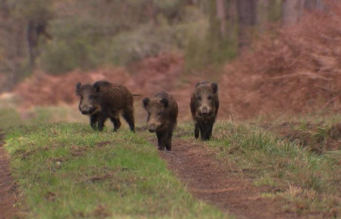 „Für jedes erbeutete Wildschwein zahlen wir 40 Euro.“ Zu viele Wildschweine in der Bretagne, wie regulieren Jäger ihre Population?