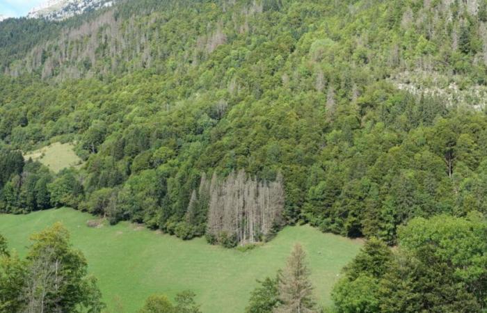 Auf der Suche nach morgen | Haute-Savoie. Rindenholz: eine unzureichend genutzte Ressource