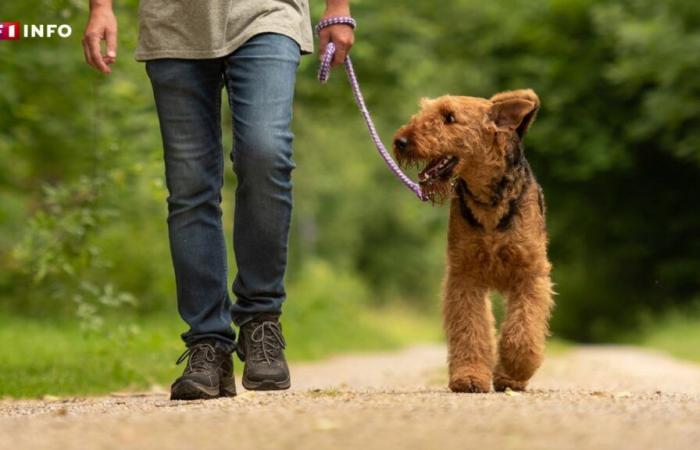 Anstieg der Hundediebstähle in Frankreich: Wie kann man sich schützen?