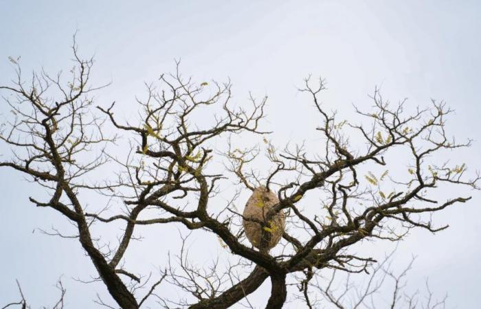 Im Herbst tauchen Hornissennester in den Bäumen auf: Sind sie gefährlich? Ein Experte sagt alles