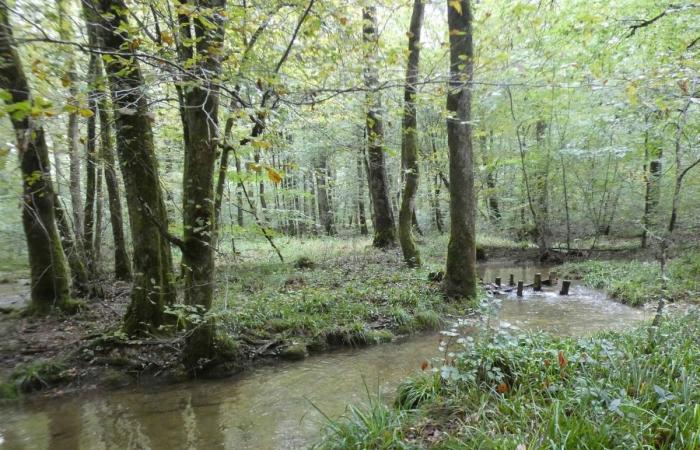 Im Wald von Chaux trägt die Sanierung der Wasserstraßen Früchte