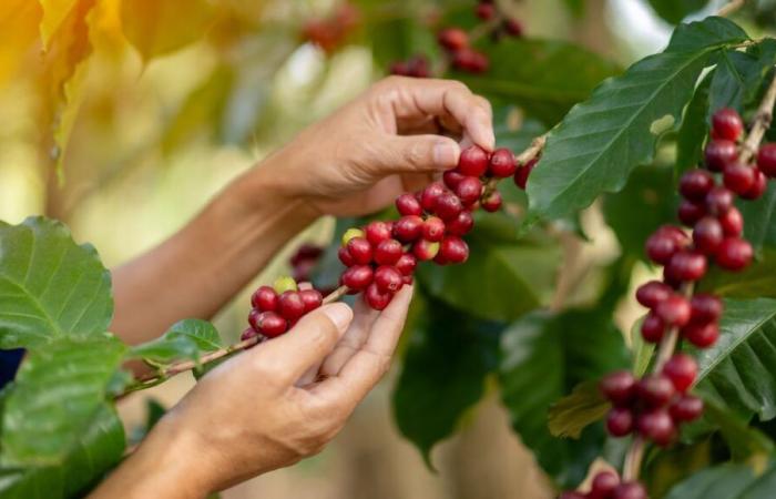 Der Kaffeepreis ist auf dem höchsten Stand seit 50 Jahren, Opfer der globalen Erwärmung