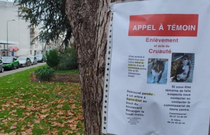 Tours: Nach der Entdeckung zweier erhängter Katzen am Place Saint-Eloi wurde eine Untersuchung eingeleitet