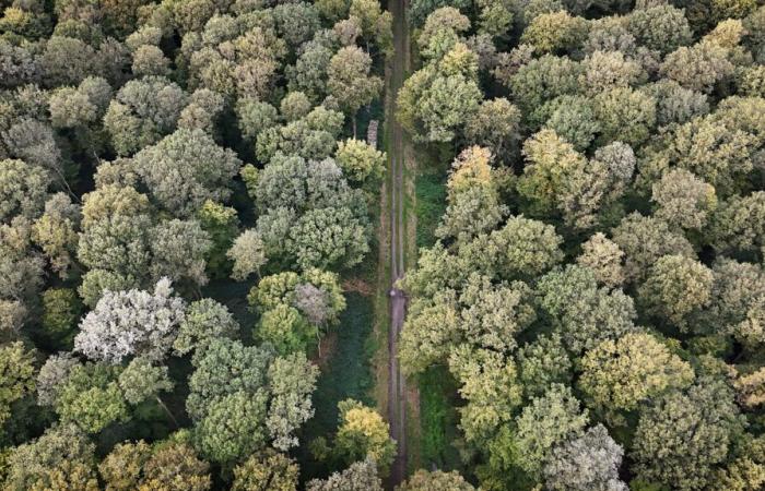 gegen Chalariasis, Kahlschlag und Neuanpflanzung im Norden