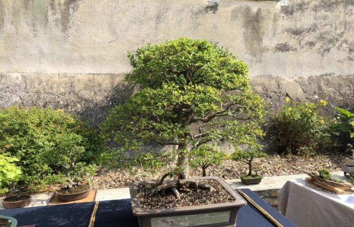 erzählen diese Bonsai-Enthusiasten in der Vendée