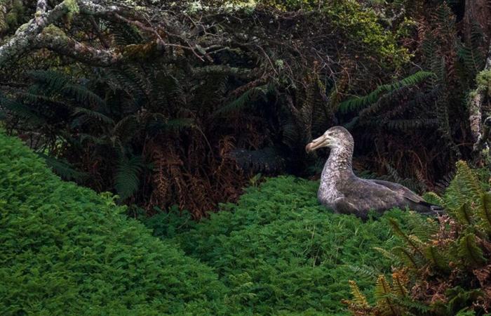 Unter den 25 schönsten Naturfotos des Jahres werden zwei Franzosen ausgewählt