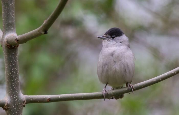 Der Lachkopfsänger, der am weitesten verbreitete Vogel in Frankreich