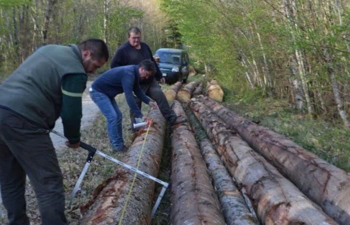 Auf der Suche nach morgen | Haute-Marne. Waldbewirtschaftung im „irregulären Wald“