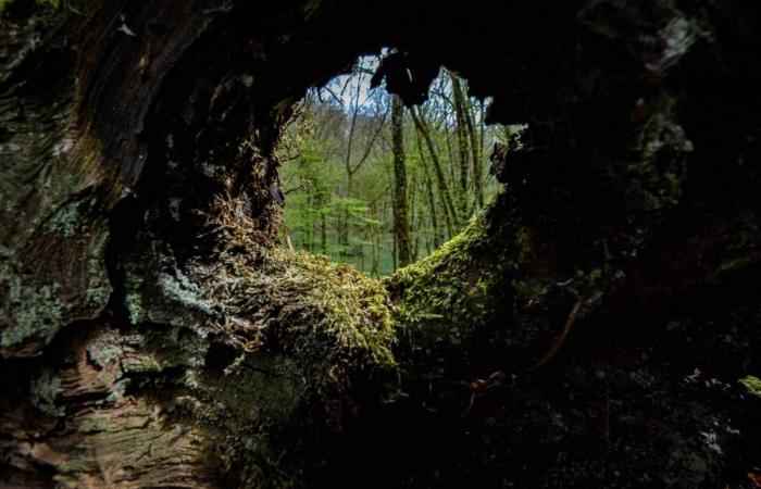 Überschwemmung im Stadtzentrum von Nevers, unser Sonderbericht über Wälder… Die unvergesslichen Nachrichten von diesem Mittwoch