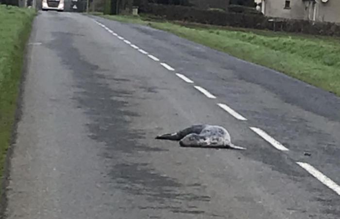 „Wir verstehen nicht, was passiert ist“: Eine tote Robbe wurde 2 km vor der Küste in Côtes-d’Armor gefunden