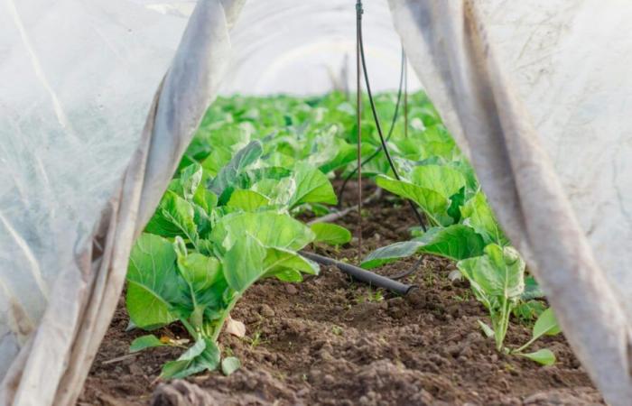 Die Gewächshäuser eines Gärtners in der Vendée wurden durch den Sturm zerstört. Caetano, eine Spendenaktion, die zu seiner Unterstützung ins Leben gerufen wurde