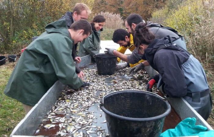 Indre: Abschuss von großen Kormoranen erlaubt, die die Produktion der Fischzüchter dezimieren