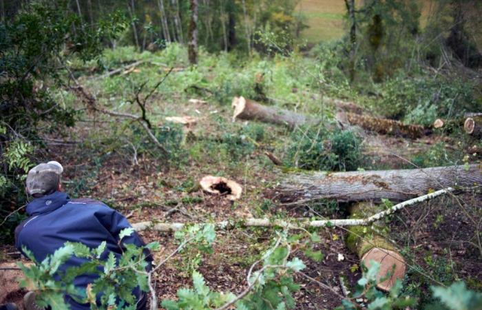 RTL Infos – „Herzzerreißend“: Hundertjährige Eichen in der Maas gestohlen