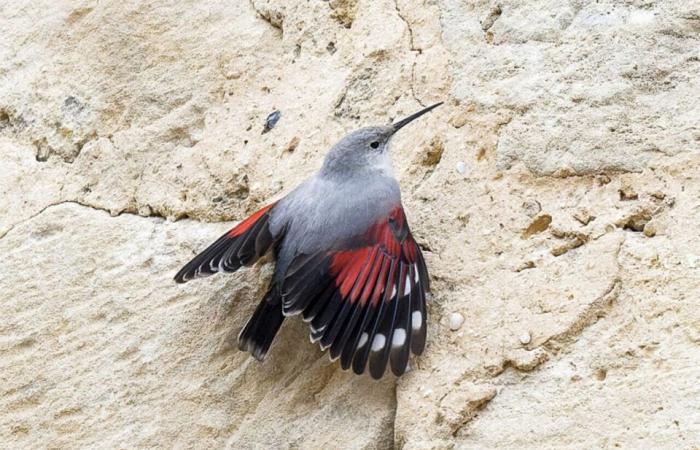 Inspiriert von einem kleinen Vogel, der in einer Kathedrale in der Gironde nistet, veröffentlicht sie ein Kinderbuch