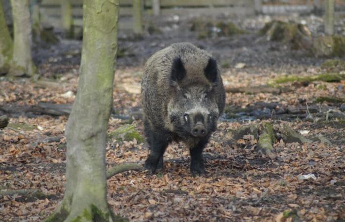 die Wut dieser Bauern gegen Wildschweine