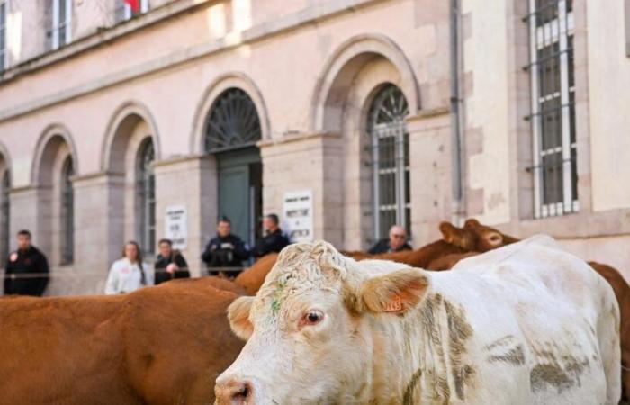 Mehr als hundert Bauern errichten eine Mauer vor dem Inrae-Institut in Paris