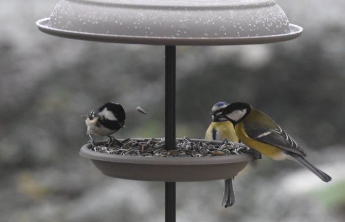 Tipps, um Vögeln diesen Winter zu helfen!