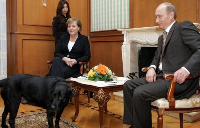 Putin entschuldigt sich angeblich bei Angela Merkel