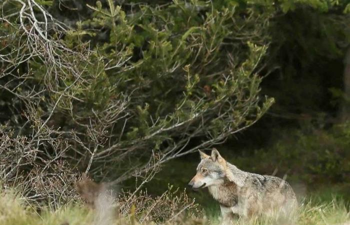 Auf den Spuren des Wolfes in Puy-de-Dôme | Landwirtschaft Zentralmassiv