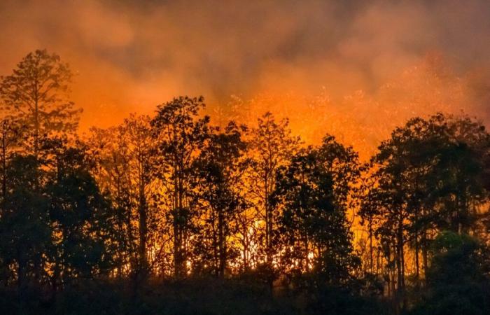 Castilla y León, Bewertung der Waldbrandkampagne 2024