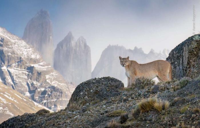 Diese 10 von der Öffentlichkeit ausgewählten Fotos werden Ihre Wahrnehmung der wilden Welt aufrütteln