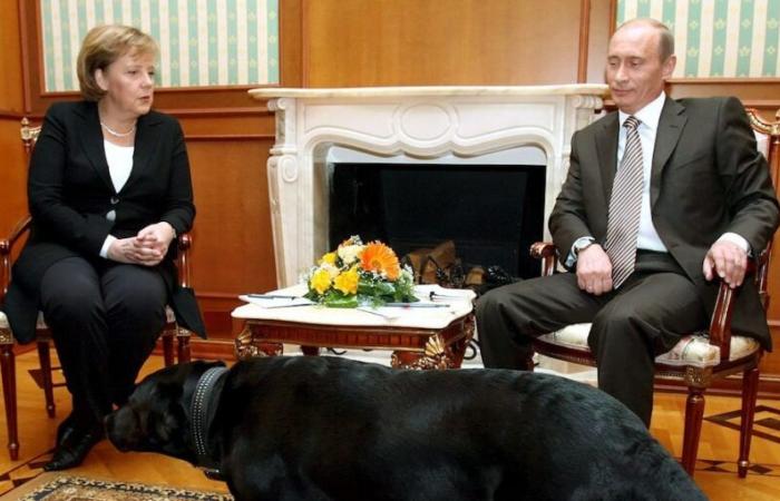 Putin bittet Merkel wegen Hund bei Treffen in Sotschi um Entschuldigung