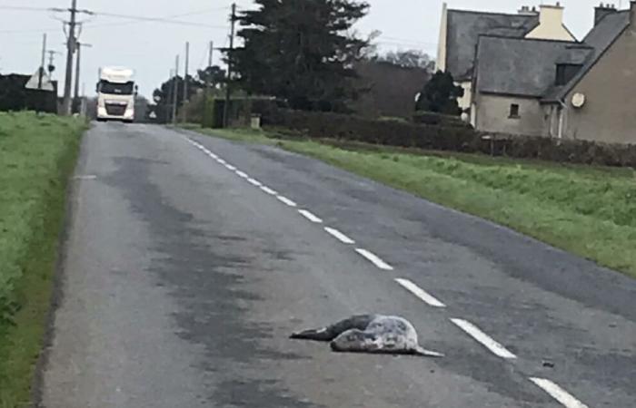 „Er kam nicht alleine dorthin“: Ein toter Seehund wurde auf der Straße in der Nähe von Paimpol gefunden