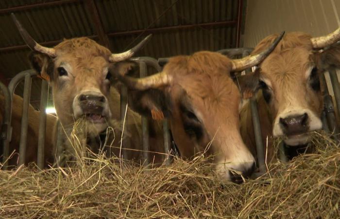 Angesichts des Mercosur will Lozère auf die Qualität seiner Landwirtschaft setzen