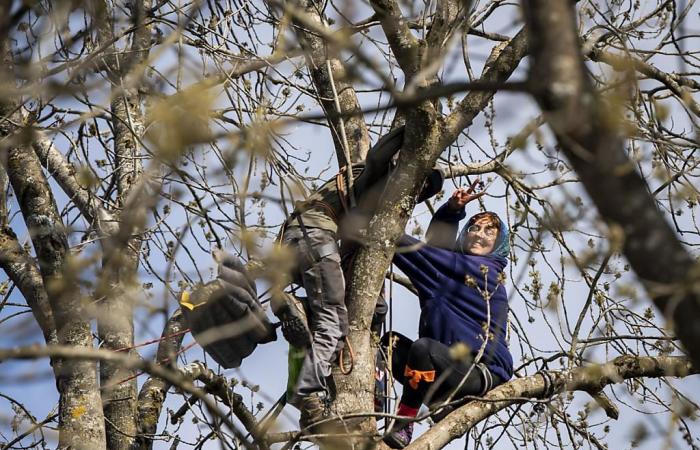 ZAD du Mormont: Der auf einem Baum sitzende Aktivist wurde abgelehnt