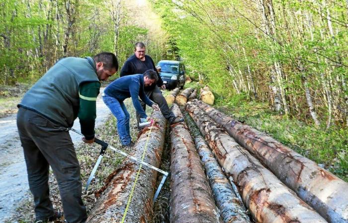 In Haute-Marne eine andere Form der Waldbewirtschaftung, „näher an der Natur“