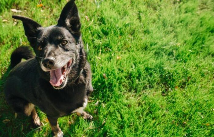 Amalka, der Hund, der neun Tage lang am Flughafen Roissy verschwunden war, wurde gefunden