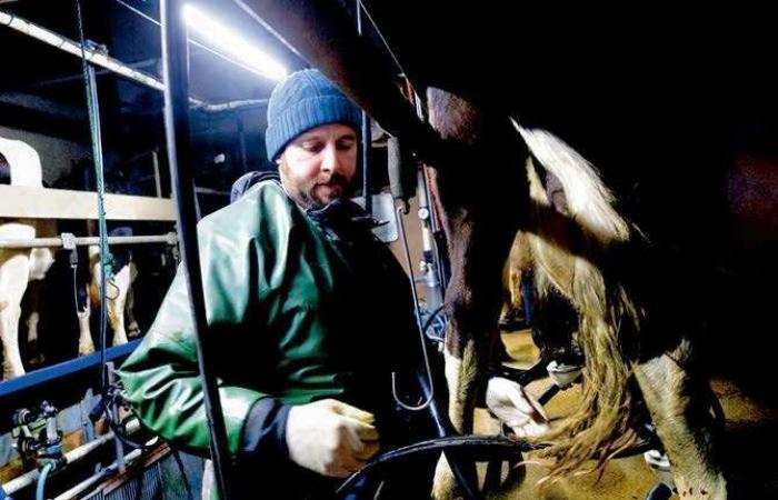 In der Loire-Atlantique haben sich diese Landwirte auf die Rettung der bretonischen Pie-Noir-Kuh konzentriert