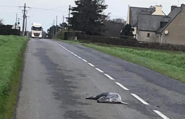 Ein toter Seehund mitten auf einer Straße in der Bretagne gefunden …