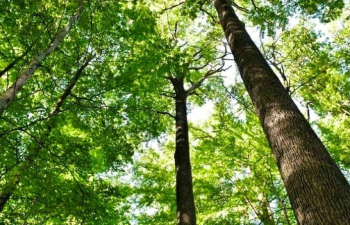 In Maas: Holzdiebe haben es auf jahrhundertealte Eichen abgesehen