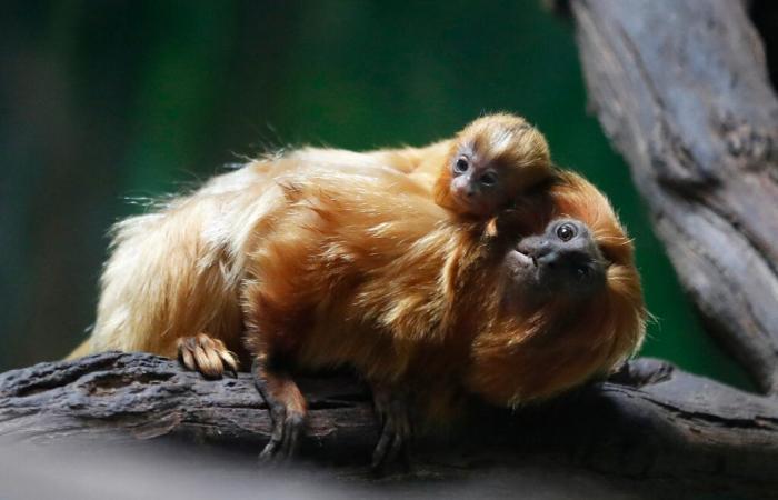 Die goldenen Affen Chinas kommen in Frankreich an