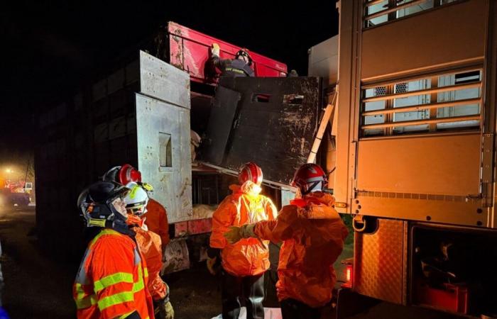 Ein Lastwagen voller Schweine kippt in Morbihan um, beeindruckende Bilder