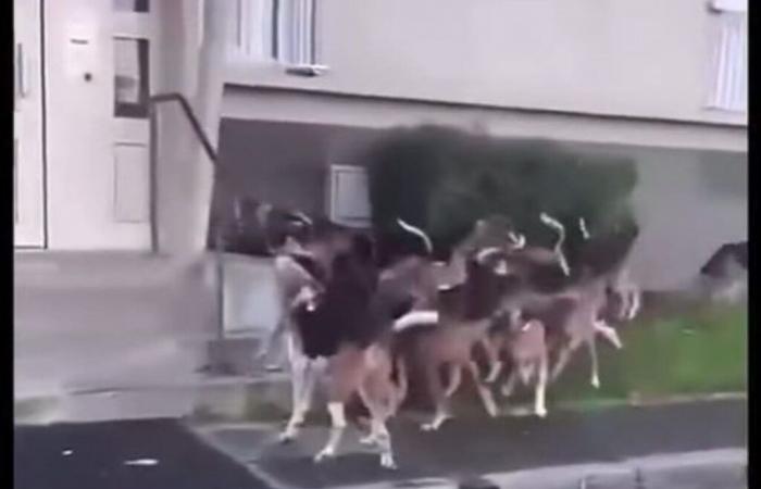 VIDEO. Da es sich um einen Jagdvorfall in dieser Stadt im Département Oise handelt, wird der Bürgermeister eine Beschwerde einreichen