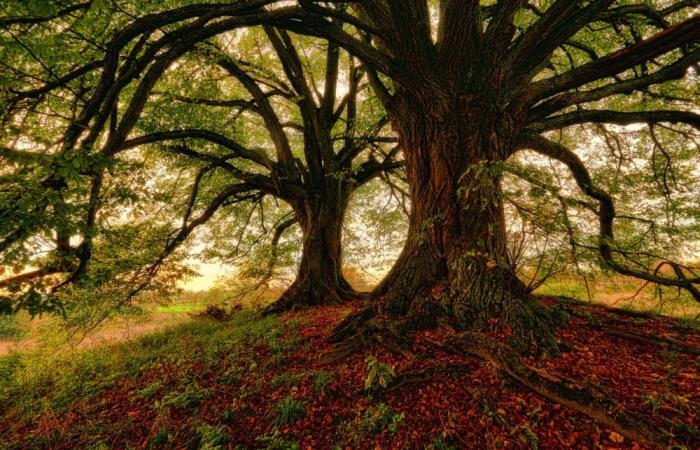 Plünderer greifen jahrhundertealte Eichen an, ein echter „Herzschmerz“