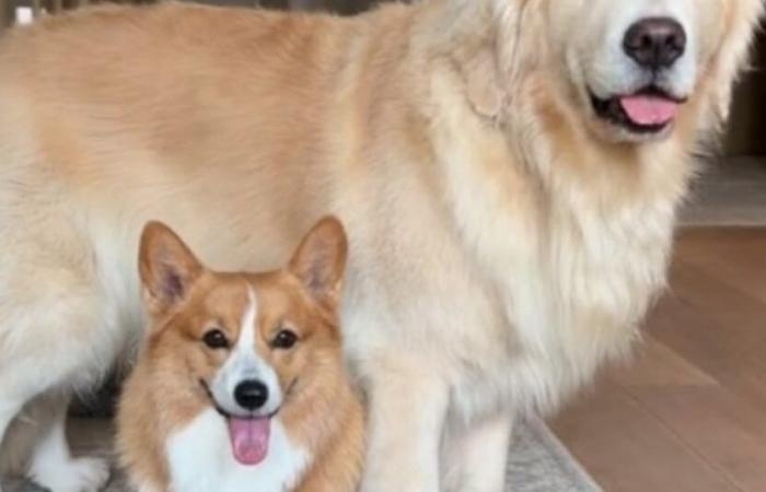 Eine Corgi nimmt ihre Rolle als überfürsorgliche große Schwester gegenüber „ihrem“ Golden Retriever sehr ernst (Video)