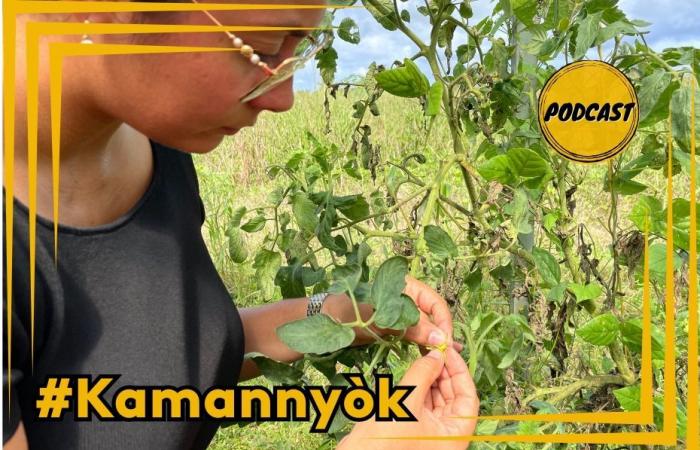 Eine kleine Mücke verwüstet Tomatenblüten und andere Nutzpflanzen im Gemüseanbau