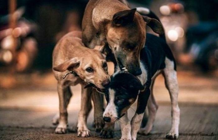 In Luxemburg: Ein Teenager wurde von streunenden Hunden à la Kinnekswiss angegriffen