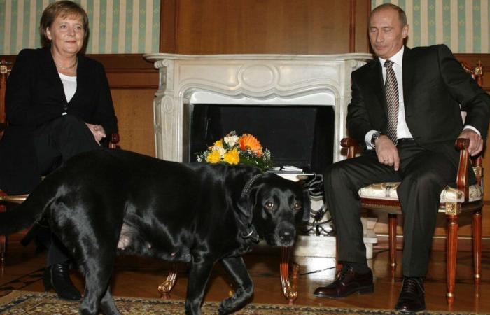 „Entschuldigung“, 17 Jahre später sagt Putin, er bereue es, Angela Merkel mit einem Labrador terrorisiert zu haben