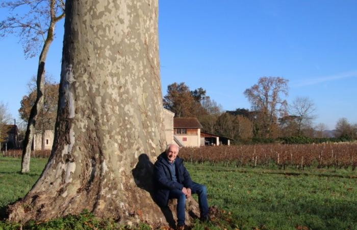 In der Gironde kann dieser 200 Jahre alten Platane ein außergewöhnliches Schicksal bevorstehen