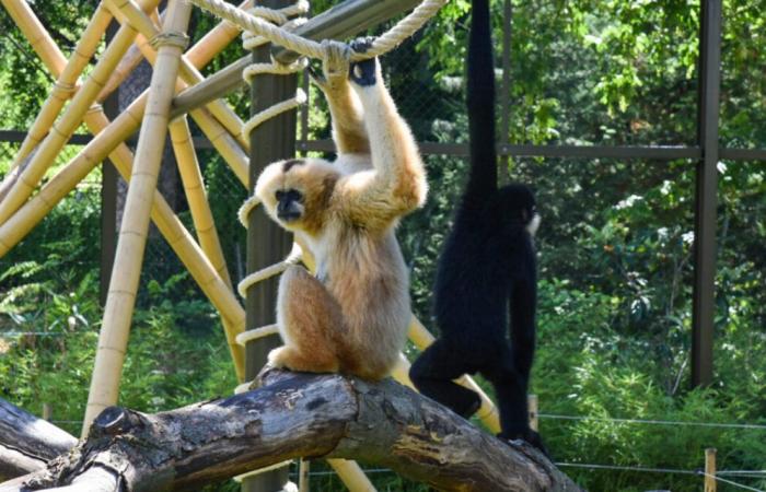 Eine Demonstration für die Schließung des Lyoner Zoos an diesem Samstag