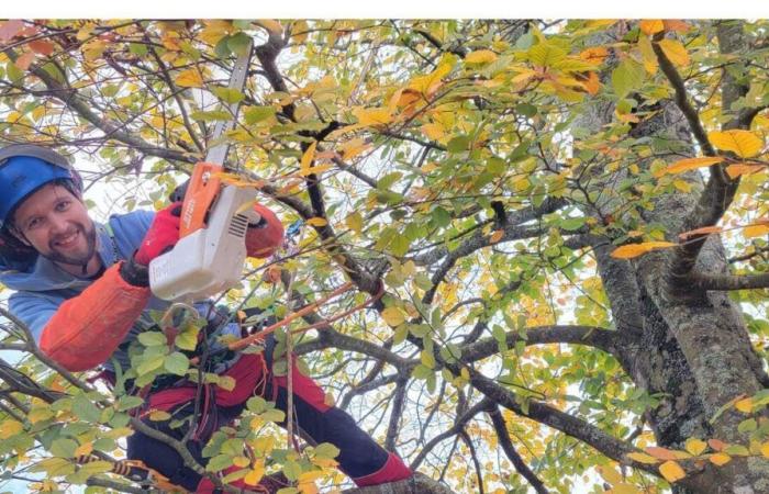 Saint-Avé. Beschneiden Sie „den Baum, damit er gesund bleibt“