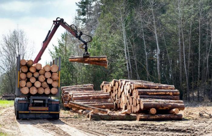 Der Diebstahl jahrhundertealter Eichen löst bei Waldbesitzern Verzweiflung und Wut aus